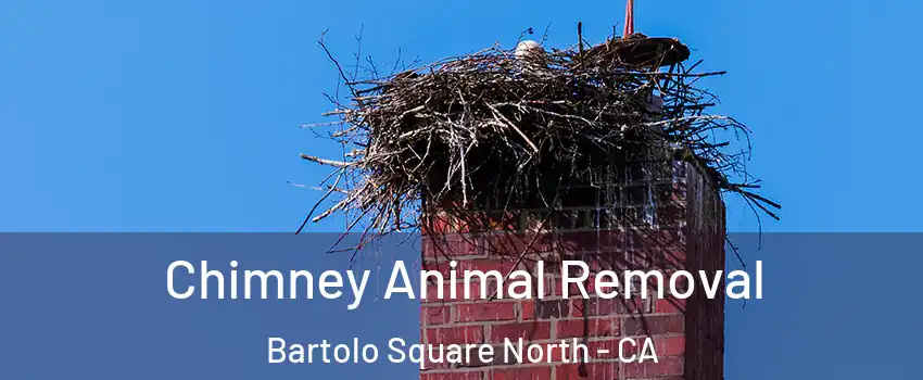 Chimney Animal Removal Bartolo Square North - CA