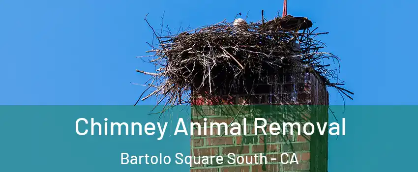 Chimney Animal Removal Bartolo Square South - CA