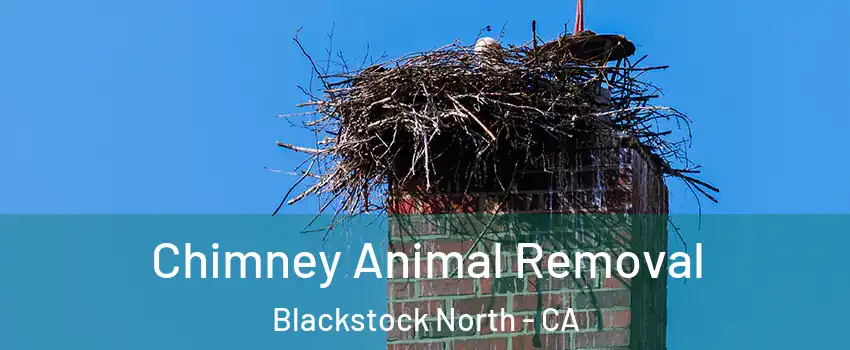 Chimney Animal Removal Blackstock North - CA