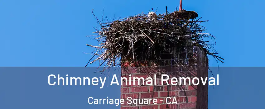 Chimney Animal Removal Carriage Square - CA