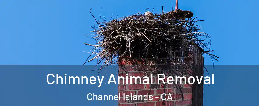 Chimney Animal Removal Channel Islands - CA