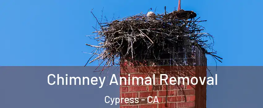 Chimney Animal Removal Cypress - CA