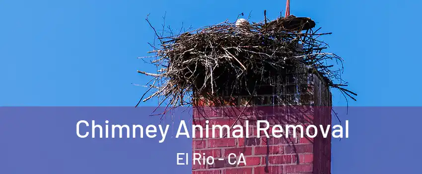Chimney Animal Removal El Rio - CA