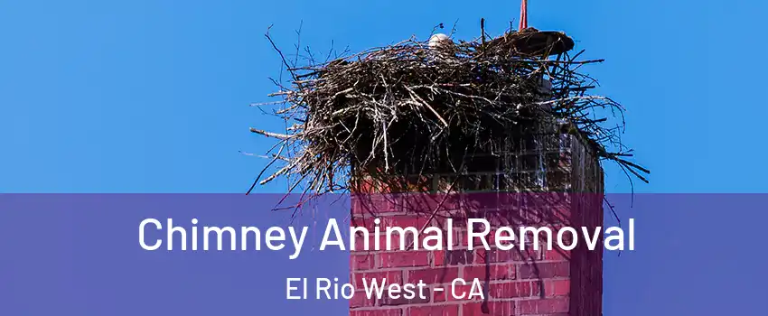 Chimney Animal Removal El Rio West - CA