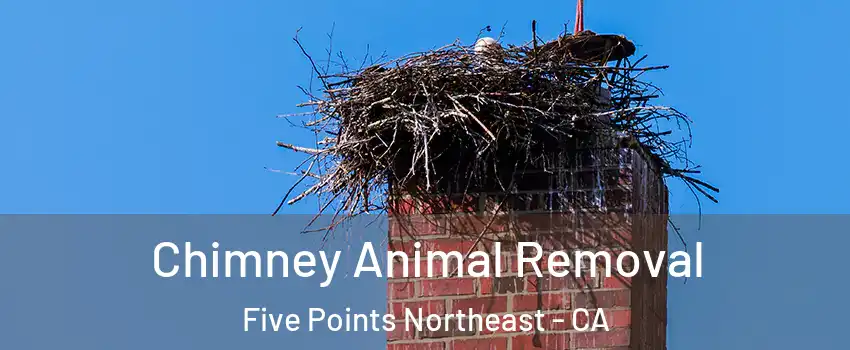 Chimney Animal Removal Five Points Northeast - CA