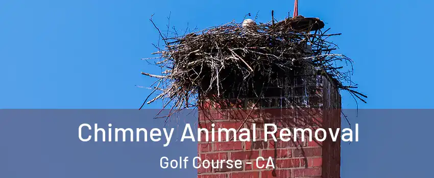 Chimney Animal Removal Golf Course - CA