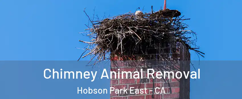 Chimney Animal Removal Hobson Park East - CA