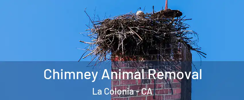 Chimney Animal Removal La Colonia - CA