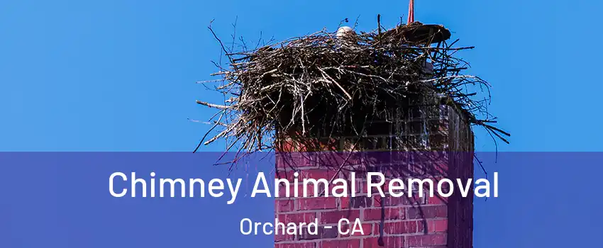Chimney Animal Removal Orchard - CA