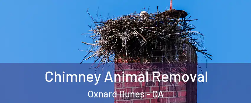 Chimney Animal Removal Oxnard Dunes - CA