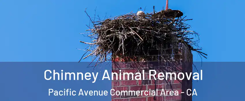 Chimney Animal Removal Pacific Avenue Commercial Area - CA