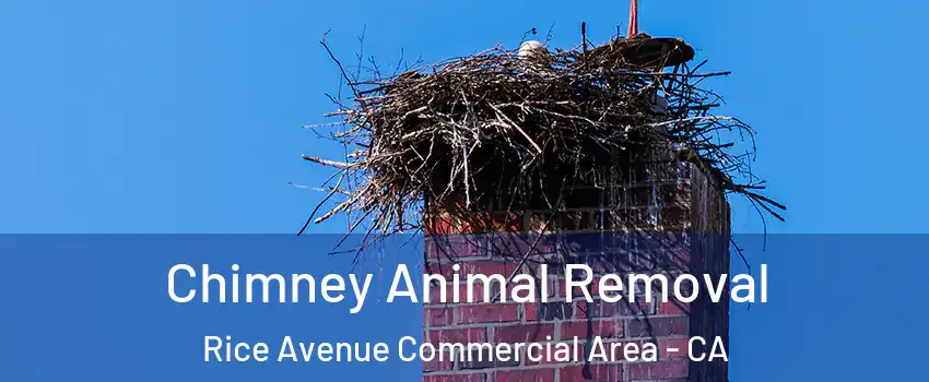 Chimney Animal Removal Rice Avenue Commercial Area - CA