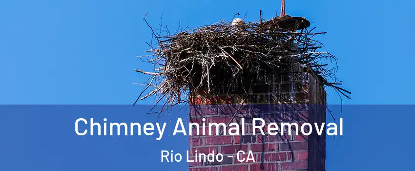 Chimney Animal Removal Rio Lindo - CA