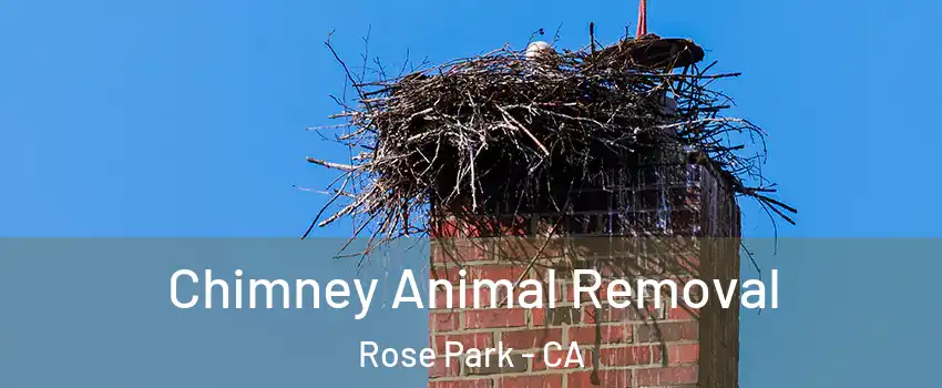 Chimney Animal Removal Rose Park - CA