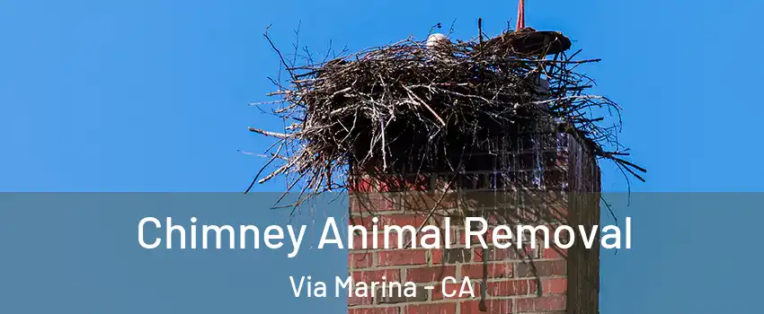 Chimney Animal Removal Via Marina - CA