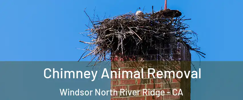 Chimney Animal Removal Windsor North River Ridge - CA