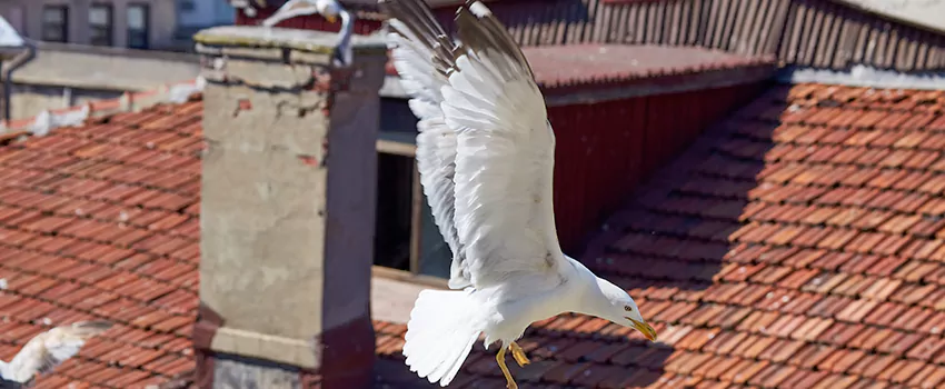 Residential Chimney Animal Removal Solution in Diamond Bar, CA